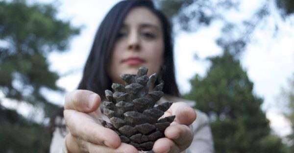 Pinecone